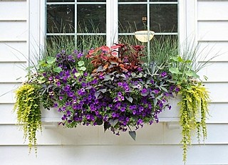 Балконные ящики для растений